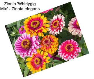 Zinnia \'Whirlygig Mix\' - Zinnia elegans