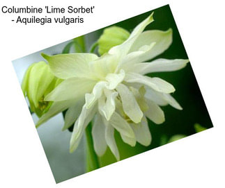 Columbine \'Lime Sorbet\' - Aquilegia vulgaris