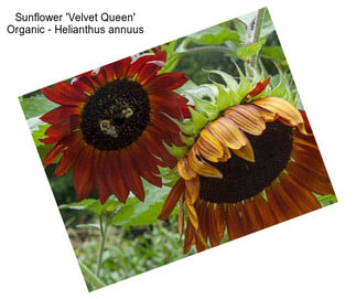 Sunflower \'Velvet Queen\' Organic - Helianthus annuus