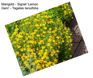 Marigold - Signet \'Lemon Gem\' - Tagetes tenuifolia