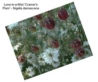 Love-in-a-Mist \'Cramer\'s Plum\' - Nigella damascena