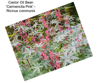 Castor Oil Bean \'Carmencita Pink\' - Ricinus communis