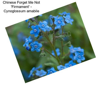 Chinese Forget Me Not \'Firmament\' - Cynoglossum amabile