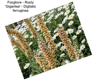 Foxglove - Rusty \'Gigantea\' - Digitalis ferruginea