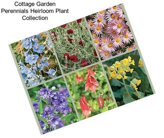 Cottage Garden Perennials Heirloom Plant Collection