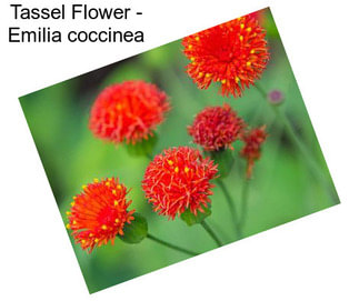 Tassel Flower - Emilia coccinea