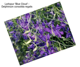 Larkspur \'Blue Cloud\' - Delphinium consolida regalis