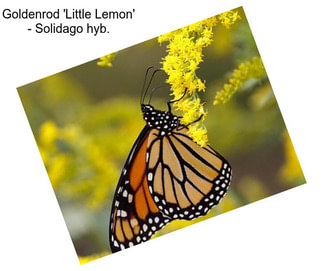 Goldenrod \'Little Lemon\' - Solidago hyb.