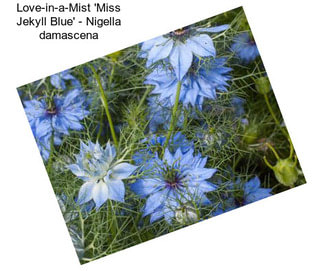 Love-in-a-Mist \'Miss Jekyll Blue\' - Nigella damascena