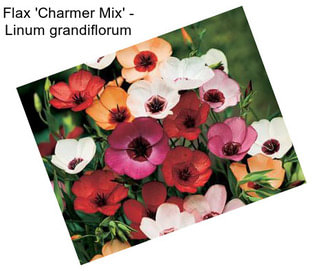 Flax \'Charmer Mix\' - Linum grandiflorum