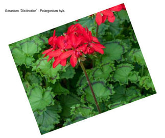 Geranium \'Distinction\' - Pelargonium hyb.