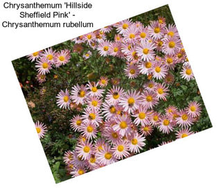 Chrysanthemum \'Hillside Sheffield Pink\' - Chrysanthemum rubellum