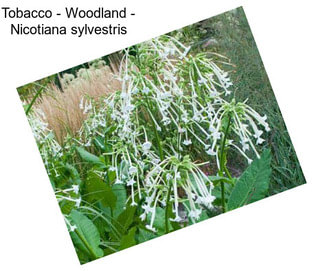 Tobacco - Woodland - Nicotiana sylvestris