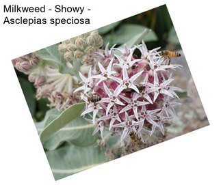 Milkweed - Showy - Asclepias speciosa