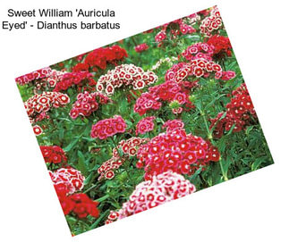 Sweet William \'Auricula Eyed\' - Dianthus barbatus