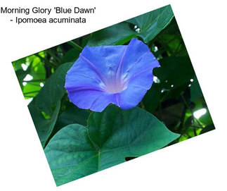 Morning Glory \'Blue Dawn\' - Ipomoea acuminata