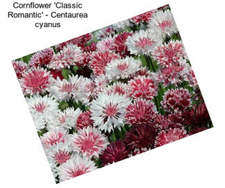 Cornflower \'Classic Romantic\' - Centaurea cyanus