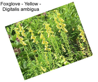 Foxglove - Yellow - Digitalis ambigua