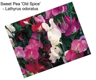 Sweet Pea \'Old Spice\' - Lathyrus odoratus