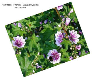 Hollyhock - French - Malva sylvestris var zebrina