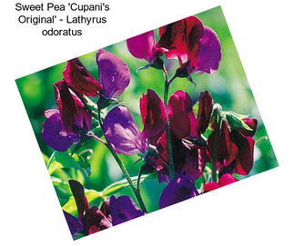 Sweet Pea \'Cupani\'s Original\' - Lathyrus odoratus