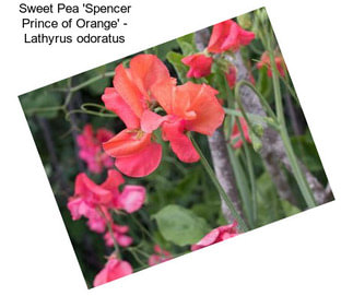 Sweet Pea \'Spencer Prince of Orange\' - Lathyrus odoratus