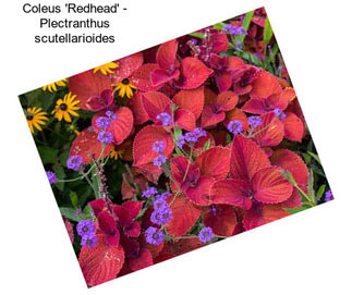 Coleus \'Redhead\' - Plectranthus scutellarioides
