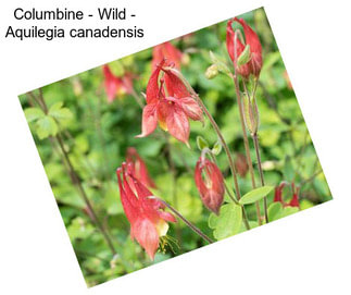 Columbine - Wild - Aquilegia canadensis