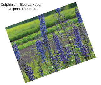 Delphinium \'Bee Larkspur\' - Delphinium elatum