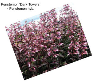 Penstemon \'Dark Towers\' - Penstemon hyb.