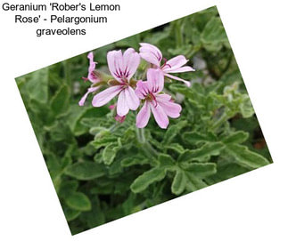 Geranium \'Rober\'s Lemon Rose\' - Pelargonium graveolens