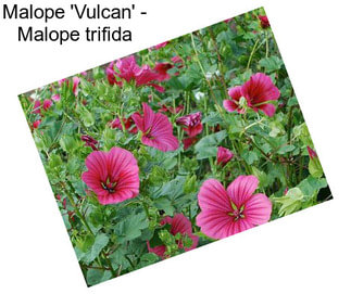 Malope \'Vulcan\' - Malope trifida