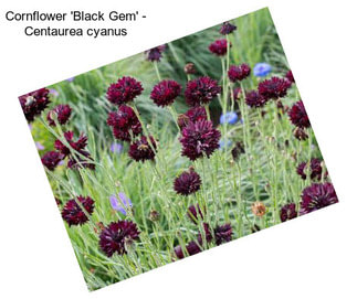 Cornflower \'Black Gem\' - Centaurea cyanus