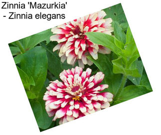 Zinnia \'Mazurkia\' - Zinnia elegans