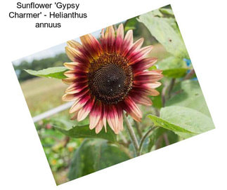 Sunflower \'Gypsy Charmer\' - Helianthus annuus