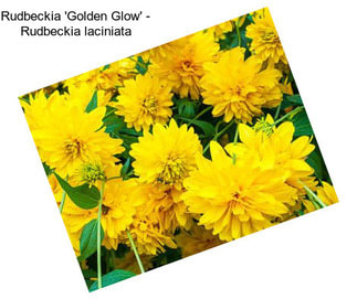 Rudbeckia \'Golden Glow\' - Rudbeckia laciniata