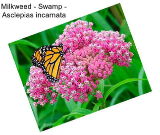 Milkweed - Swamp - Asclepias incarnata