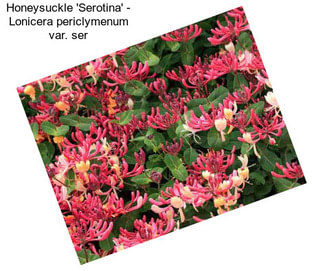 Honeysuckle \'Serotina\' - Lonicera periclymenum var. ser