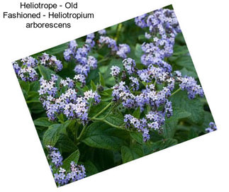 Heliotrope - Old Fashioned - Heliotropium arborescens