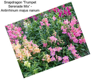 Snapdragon \'Trumpet Serenade Mix\' - Antirrhinum majus nanum