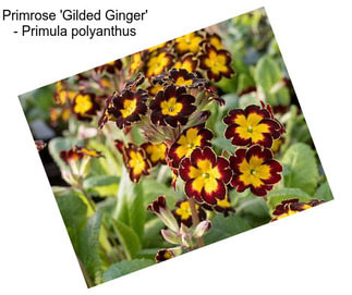Primrose \'Gilded Ginger\' - Primula polyanthus
