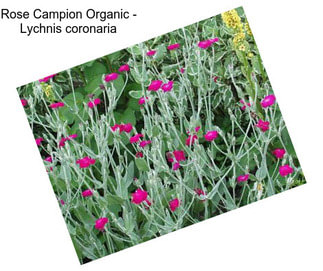 Rose Campion Organic - Lychnis coronaria