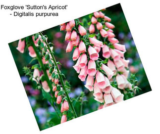 Foxglove \'Sutton\'s Apricot\' - Digitalis purpurea