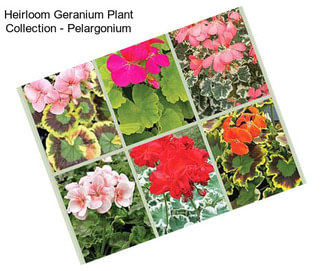 Heirloom Geranium Plant Collection - Pelargonium