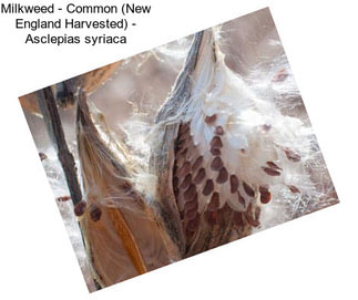 Milkweed - Common (New England Harvested) - Asclepias syriaca