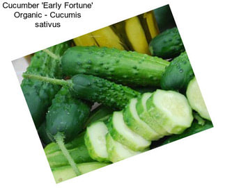 Cucumber \'Early Fortune\' Organic - Cucumis sativus