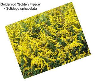 Goldenrod \'Golden Fleece\' - Solidago sphacelata