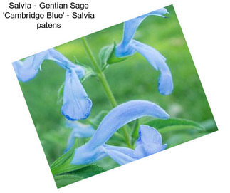 Salvia - Gentian Sage \'Cambridge Blue\' - Salvia patens