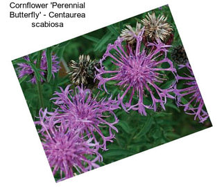 Cornflower \'Perennial Butterfly\' - Centaurea scabiosa