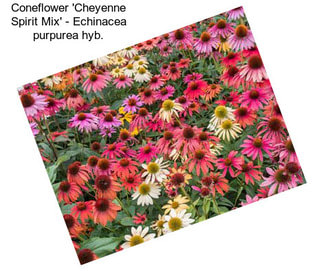 Coneflower \'Cheyenne Spirit Mix\' - Echinacea purpurea hyb.